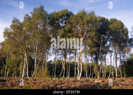 Ammaliante stand di argento intrecciati di betulle su Stanton Moor, Derbyshire, Regno Unito Foto Stock