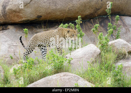 Leopard (Panthera pardus) camminare su roccia e tra l'erba, Serengeti National Park, Tanzania. Foto Stock