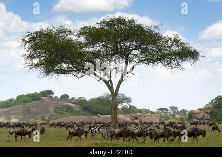 Gnu (Connochaetes taurinus) e Zebra (Equus quagga) greggi durante la migrazione, il pascolo con koppie e acacia Foto Stock