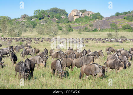 Gnu (Connochaetes taurinus) e Zebra (Equus quagga) greggi durante la migrazione, pascolando nella parte anteriore di un koppie, Serengeti Foto Stock