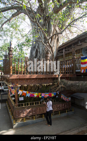 Donna orante Gangaramaya tempio buddista, Colombo, Sri Lanka, Asia Foto Stock