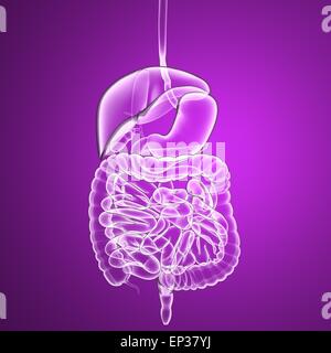 Anatomia maschile sistema digestivo Foto Stock