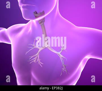 Bronchi maschio anatomia illustrazione Foto Stock
