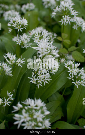 Aglio selvatico blossom nel bosco a Chalford Gloucestershire. La lunga lussureggianti foglie sono commestibili e di sapore vagamente di aglio. Essi possono essere utilizzati in cucina come erba cipollina. Essa sempre fiorisce alla fine della primavera. Foto Stock