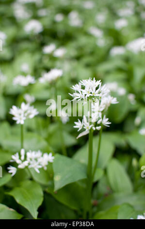 Aglio selvatico blossom nel bosco a Chalford Gloucestershire. La lunga lussureggianti foglie sono commestibili e di sapore vagamente di aglio. Essi possono essere utilizzati in cucina come erba cipollina. Essa sempre fiorisce alla fine della primavera. Foto Stock