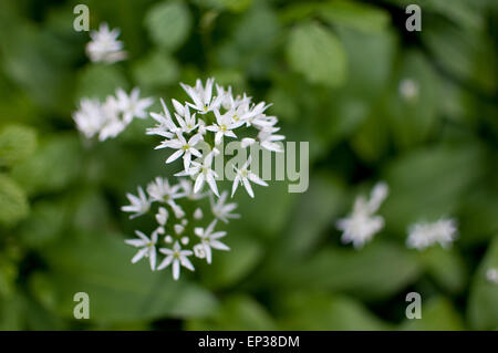 Aglio selvatico blossom nel bosco a Chalford Gloucestershire. La lunga lussureggianti foglie sono commestibili e di sapore vagamente di aglio. Essi possono essere utilizzati in cucina come erba cipollina. Essa sempre fiorisce alla fine della primavera. Foto Stock