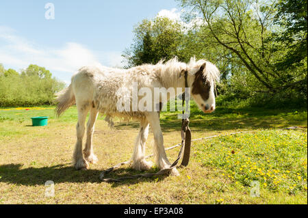 Tethered fragile pony sottile nel paddock con grandine ammassati mucchi sul conduttore di spargimento del cappotto invernale nel campo estivo Foto Stock