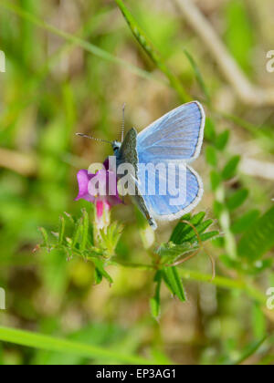 Reigate, Surrey, Regno Unito. 13 Maggio, 2015. Un comune Blue Butterfly Polyommatus icarus poggia su un comune veccia Vicia sativa fiore in un prato sui versanti meridionali di Reigate Hill, Surrey. Mercoledì 13 Maggio 2015. Credito: Lindsay Constable /Alamy Live News Foto Stock