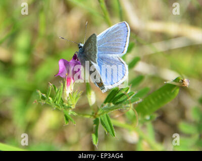 Reigate, Surrey, Regno Unito. 13 Maggio, 2015. Un comune Blue Butterfly Polyommatus icarus poggia su un comune veccia Vicia sativa fiore in un prato sui versanti meridionali di Reigate Hill, Surrey. Mercoledì 13 Maggio 2015. Credito: Lindsay Constable /Alamy Live News Foto Stock