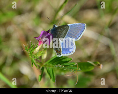 Reigate, Surrey, Regno Unito. 13 Maggio, 2015. Un comune Blue Butterfly Polyommatus icarus poggia su un comune veccia Vicia sativa fiore in un prato sui versanti meridionali di Reigate Hill, Surrey. Mercoledì 13 Maggio 2015. Credito: Lindsay Constable /Alamy Live News Foto Stock