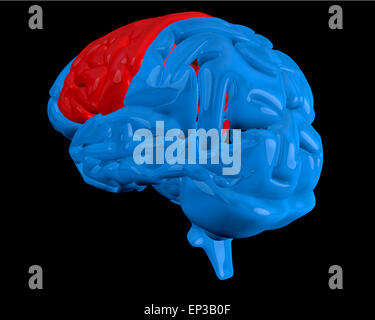 Cervello blu con evidenziati cervello Foto Stock