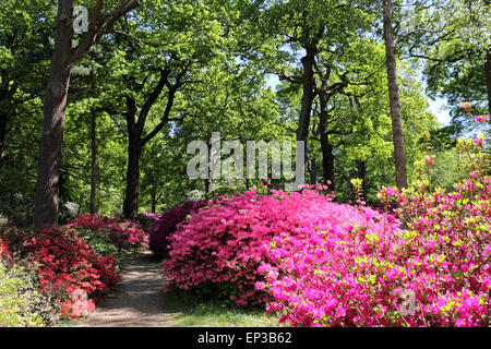 Isabella Plantation, Richmond Park, SW Londra, Inghilterra. 13 maggio 2015. Vi è un display di abbagliamento di colore a Isabella Plantation entro il parco di Richmond. Le azalee e rododendri sono in piena di blumi creando un caleidoscopio di colori e dai vivaci colori rosa e viola, all'arancione, blu e bianco. Il giardino è libera di entrare con un ampio parcheggio, ma non avere occupato in una giornata di sole. Credito: Julia Gavin UK/Alamy Live News Foto Stock