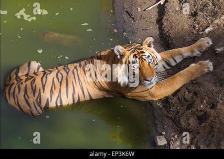 Royal tigre del Bengala o Panthera tigris tigris rilassante su un corpo di acqua a Rahthambhore Parco Nazionale di Rajasthan in India Foto Stock