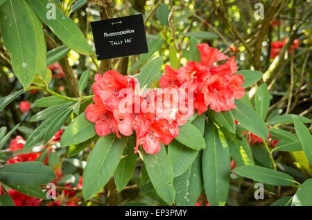 Rhododendron "Tally Ho' a inizio estate Foto Stock
