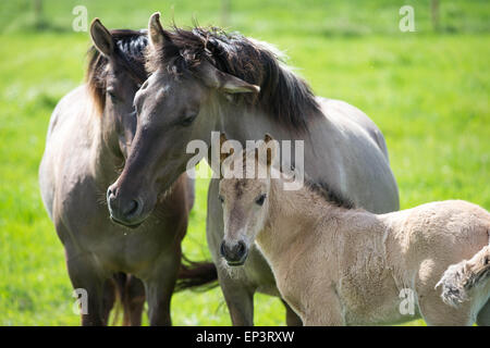 Il selvaggio allevamento di cavalli Konik a Wicken Fen vicino a Cambridge Foto Stock