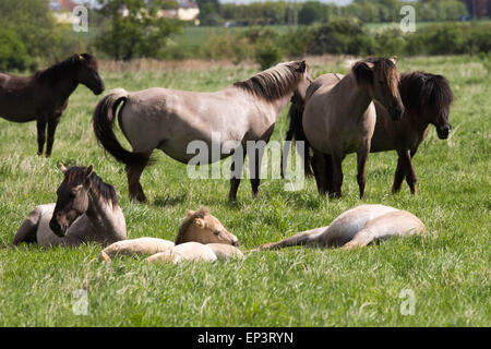 Il selvaggio allevamento di cavalli Konik a Wicken Fen vicino a Cambridge Foto Stock