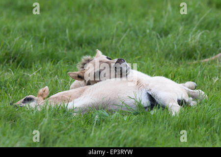 Il selvaggio allevamento di cavalli Konik a Wicken Fen vicino a Cambridge Foto Stock