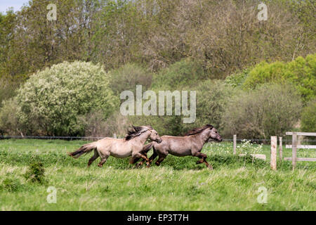 Il selvaggio allevamento di cavalli Konik a Wicken Fen vicino a Cambridge Foto Stock