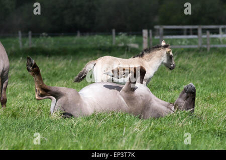 Il selvaggio allevamento di cavalli Konik a Wicken Fen vicino a Cambridge Foto Stock