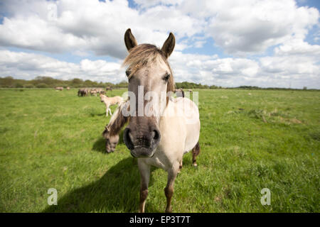 Il selvaggio allevamento di cavalli Konik a Wicken Fen vicino a Cambridge Foto Stock