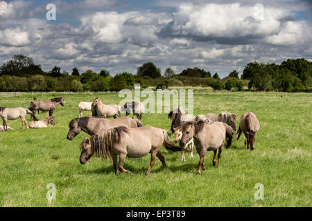 Il selvaggio allevamento di cavalli Konik a Wicken Fen vicino a Cambridge Foto Stock