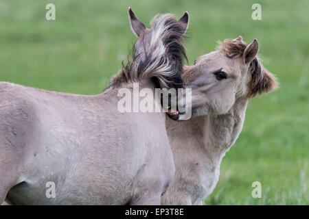 Il selvaggio allevamento di cavalli Konik a Wicken Fen vicino a Cambridge Foto Stock