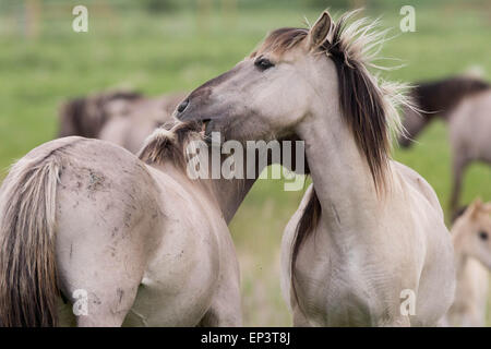 Il selvaggio allevamento di cavalli Konik a Wicken Fen vicino a Cambridge Foto Stock