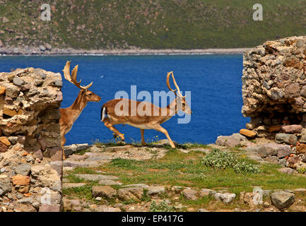 I cervi nel castello di Mirina town, Lemnos (Limnos) isola, Egeo Settentrionale, Grecia Foto Stock