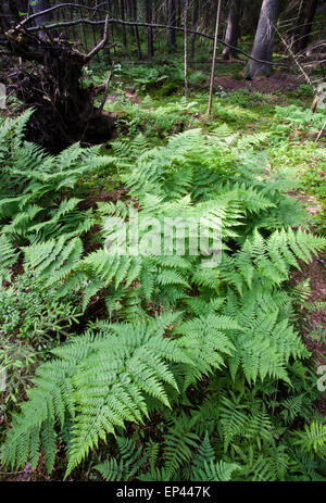 Alpine buckler fern (Dryopteris expansa) Foto Stock