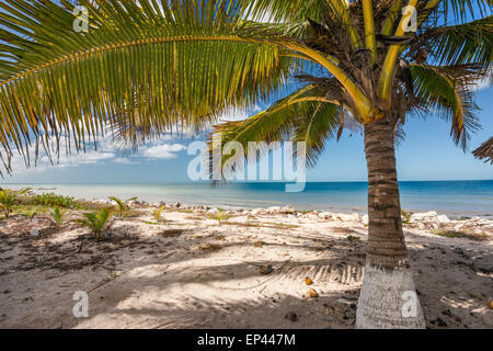 Palme sulla spiaggia, Punta Tonanche vicino a Champoton sulla baia di Campeche, Golfo del Messico, stato di Campeche, Messico Foto Stock