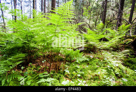 Alpine buckler fern (Dryopteris expansa) Foto Stock