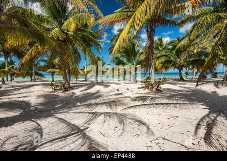 Palme sulla spiaggia, Punta Xochen vicino a Champoton sulla baia di Campeche, Golfo del Messico, stato di Campeche, Messico Foto Stock