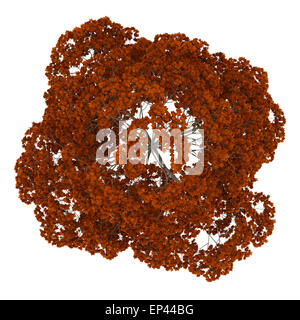 Vista superiore della caduta della Norvegia acero isolato Foto Stock