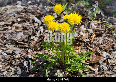 Comune di tarassaco (Taraxacum officinale). Foto Stock