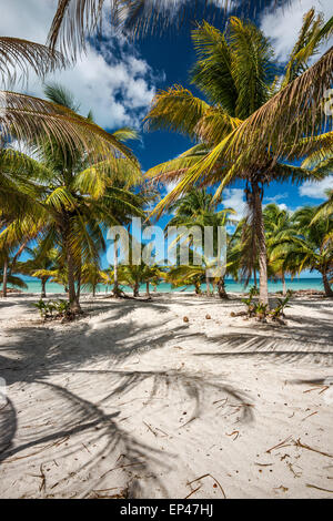 Palme sulla spiaggia, Punta Xochen vicino a Champoton sulla baia di Campeche, Golfo del Messico, stato di Campeche, Messico Foto Stock