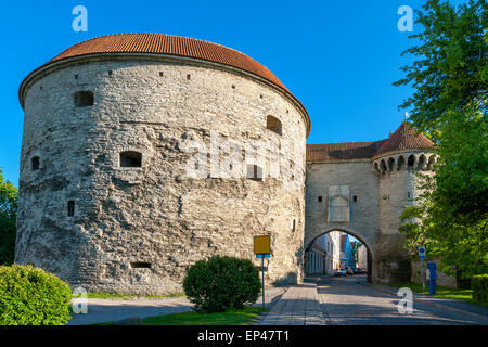 Fat Margaret torre. Tallinn, Estonia Foto Stock