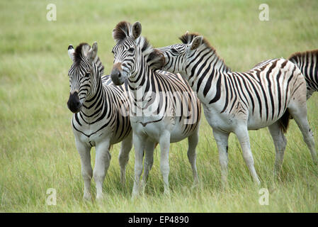 La Burchell Zebra visualizzati in Sud Africa Foto Stock