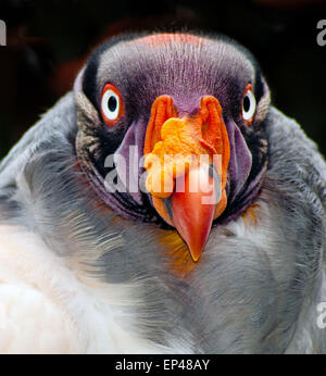 King Vulture, Sud Africa Foto Stock