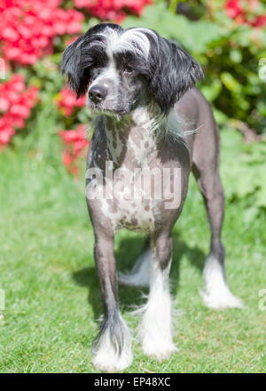 Aggiungi un commento Foto Stock