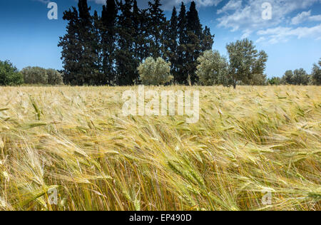 Campo di ripe golden orzo al vento, Porto Cheli, Portocheli, Peloponneso, Grecia Foto Stock