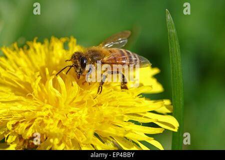 Il miele delle api passando attraverso un fiore giallo Foto Stock