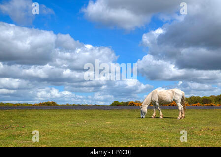 Pony selvatici nella nuova foresta, Hampshire, Regno Unito Foto Stock