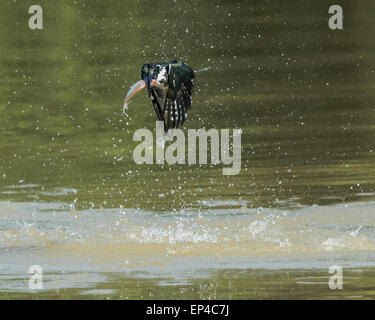 Di inanellare kingfisher (Megaceryl torquata) volare lontano con un pesce di fiume Pixaim, Pantanal, Brasile Foto Stock