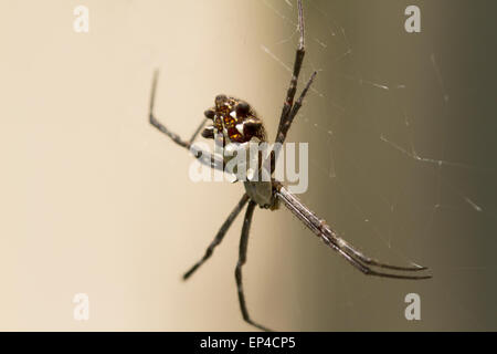 Silver Backed spider web in attesa di insetti per essere catturato Foto Stock