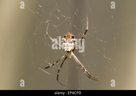 Silver Backed spider web in attesa di insetti per essere catturato Foto Stock