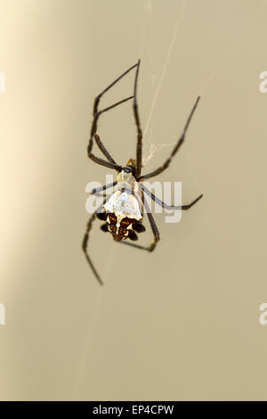 Silver Backed spider web in attesa di insetti per essere catturato Foto Stock