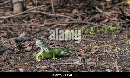 Verde (iguana Iguana iguana) #3, Fiume Pixaim, Pantanal, Brasile Foto Stock