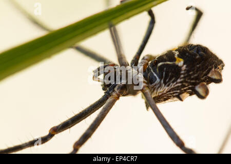 Silver Backed spider web in attesa di insetti per essere catturato Foto Stock