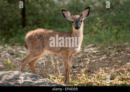 Un giovane Mule Deer (Odocoileus hemionus) fulvo, la Sierra Foothills della California del Nord Foto Stock