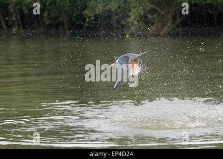 Di inanellare kingfisher (Megaceryl torquata) con un grande pesce nel becco, Fiume Pixaim, Pantanal, Brasile Foto Stock